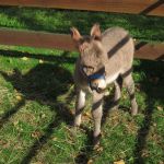 Cute gray donkey in the outdoor petting zoo..