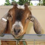 Cute goat in petting zoo